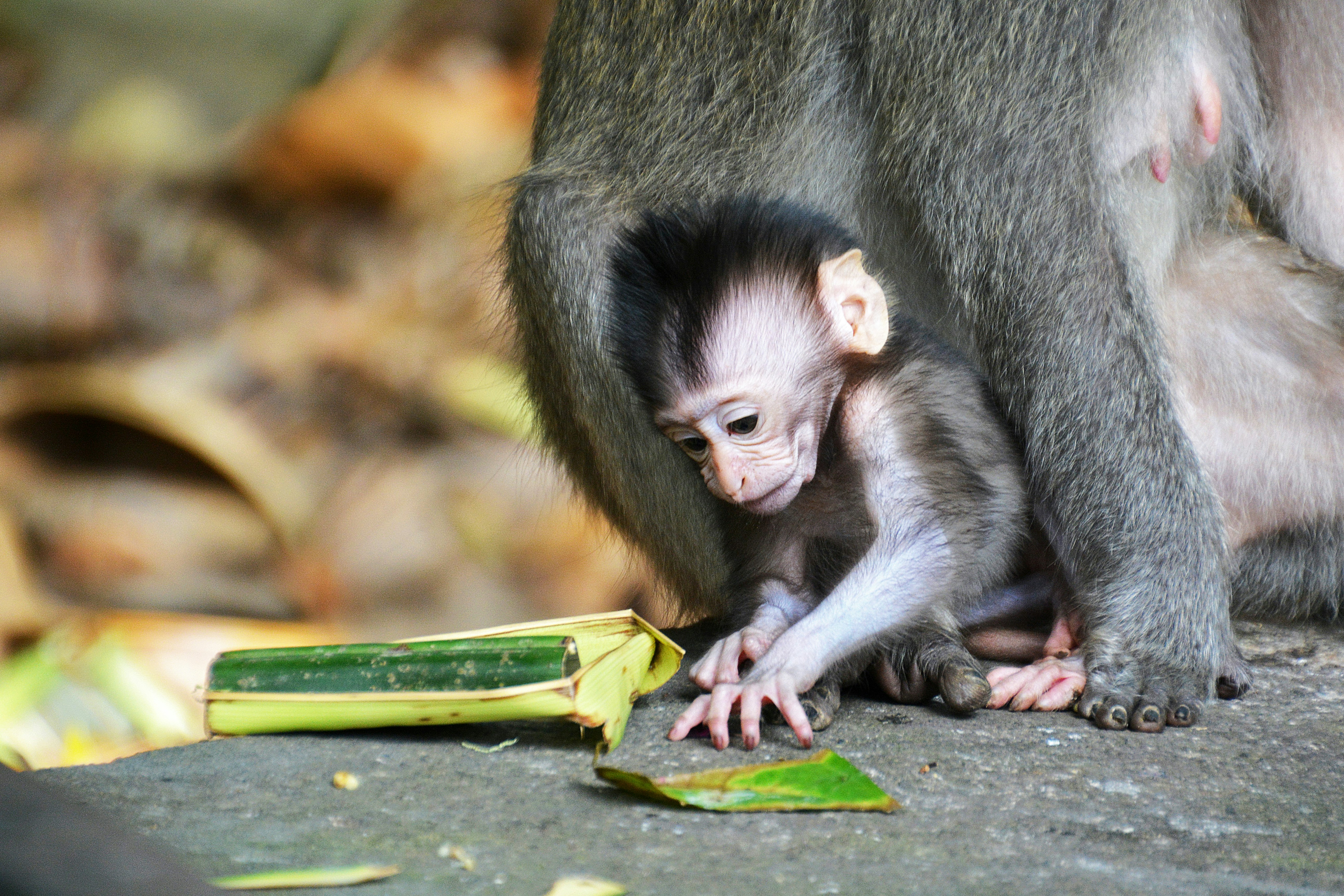 brown monkey on green banana leaf